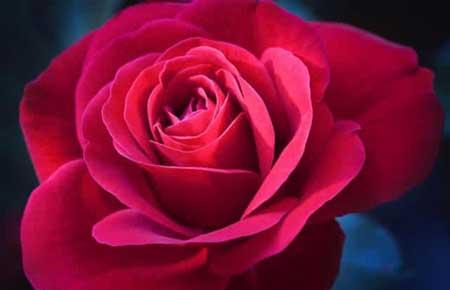 家里能养玫瑰花盆栽吗