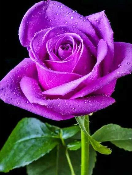 家里能养玫瑰花盆栽吗