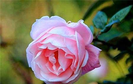 家里能养玫瑰花盆栽吗