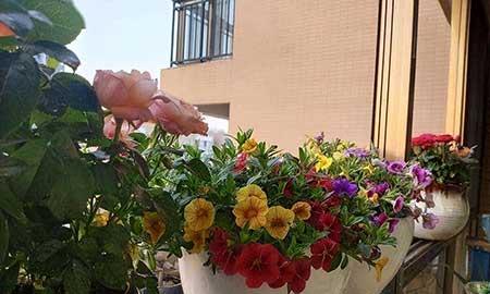 花卉养殖前景如何