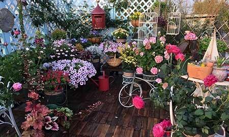 花卉养殖前景如何