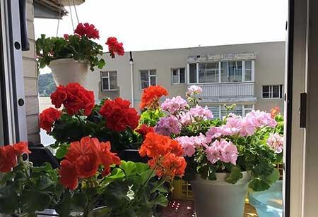 花卉养殖前景如何