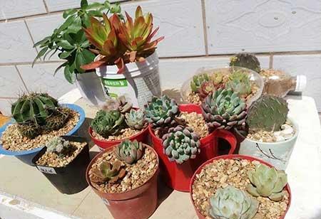 花卉养殖前景如何