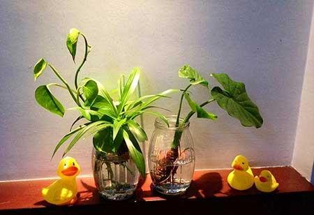 花卉养殖前景如何