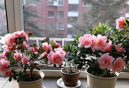 花卉养殖前景如何