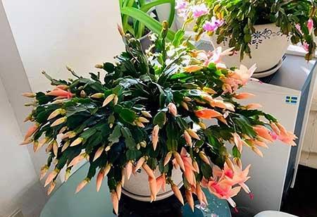 花卉养殖前景如何