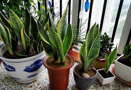 花卉养殖前景如何