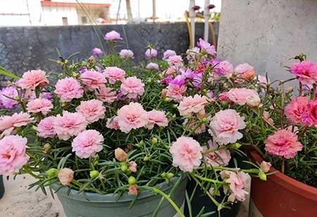 花卉养殖前景如何