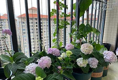 比较好养活的花