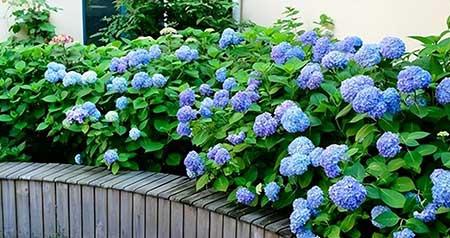 比较好养活的花