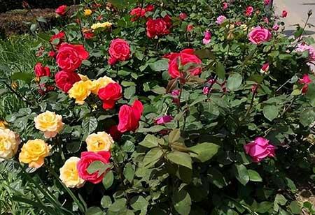 比较好养活的花