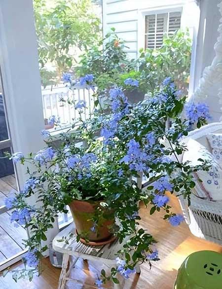 比较好养活的花