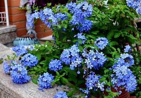 比较好养活的花