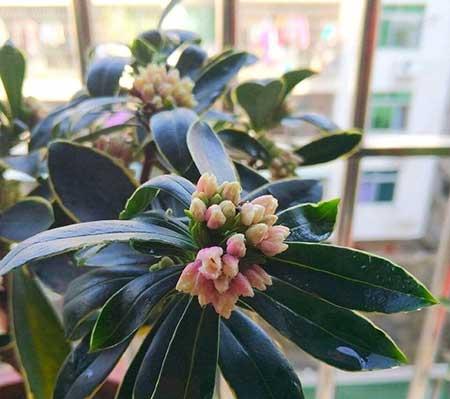 家庭最好养的花