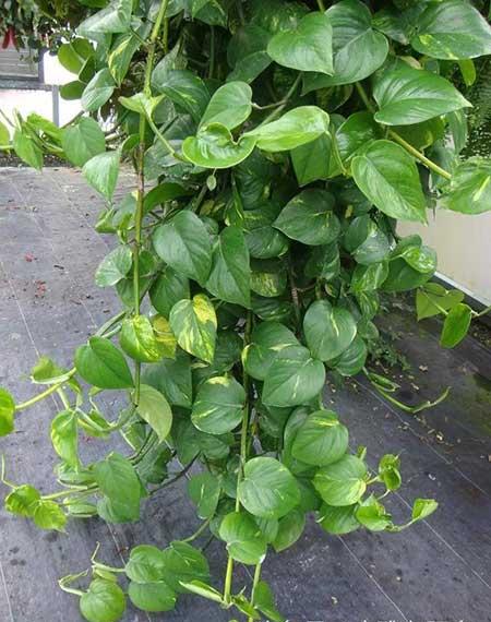 家庭最好养的花