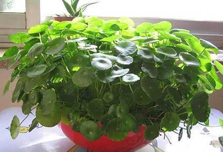 家庭最好养的花