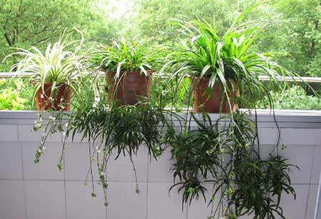 家庭最好养的花