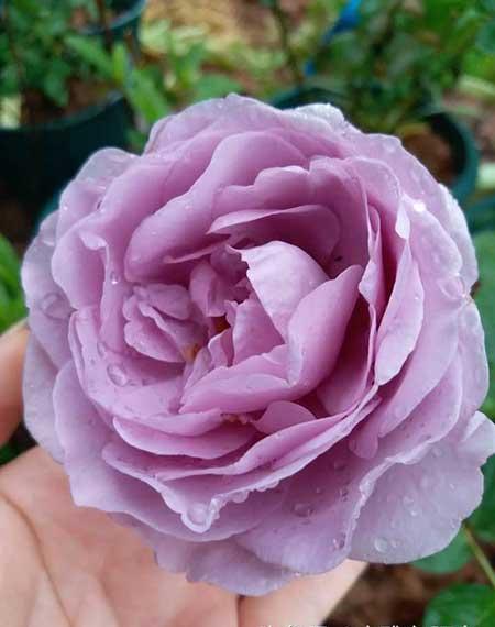 家庭最好养的花