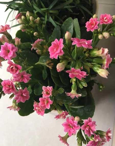 家庭最好养的花