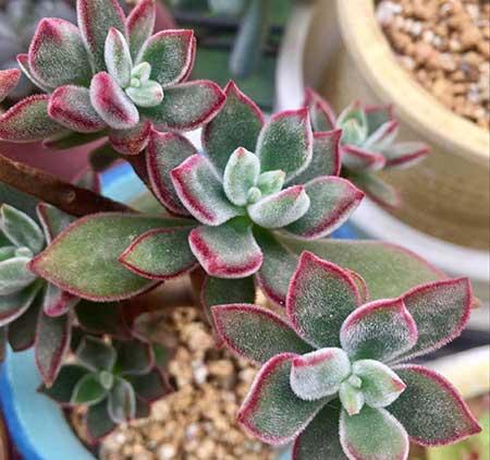 家庭最好养的花