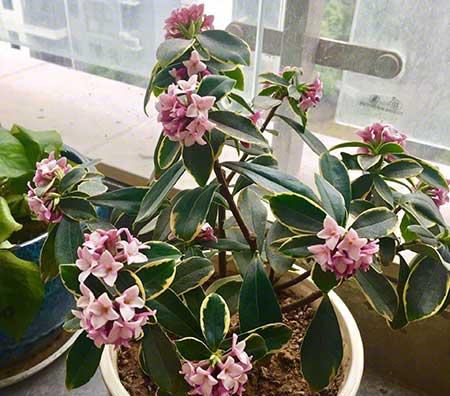 家庭最好养的花