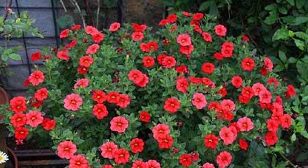 家庭最好养的花