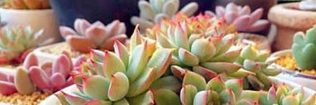 花卉多肉植物怎么养