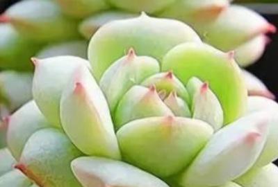 花卉多肉植物怎么养