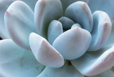 花卉多肉植物怎么养