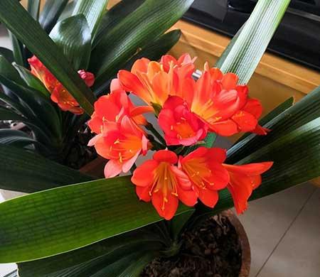 花草养护小知识