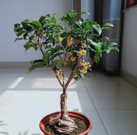 花草养护小知识