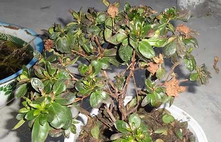 花草养护小知识