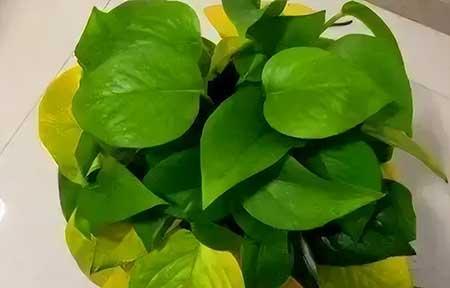 花草养护小知识