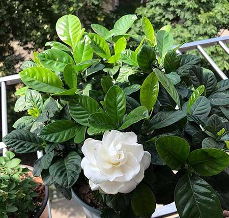 花草养护小知识