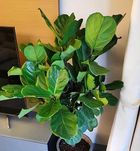 花草养护小知识