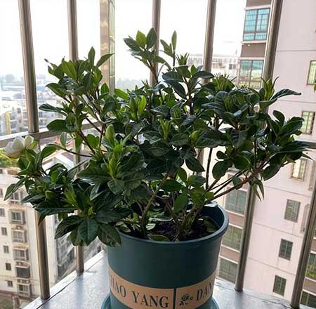 花草养护小知识