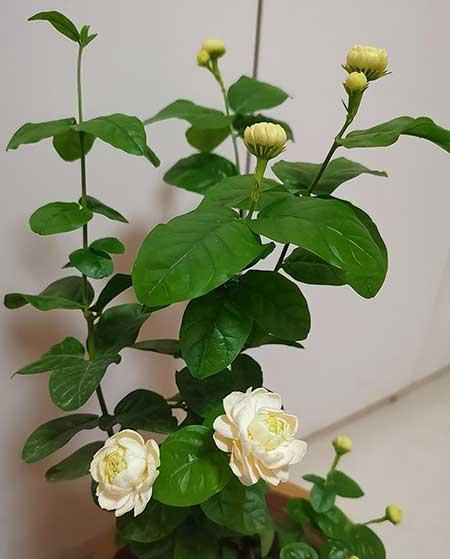 花草养护小知识