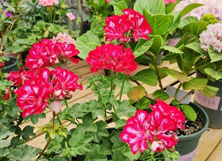 花草养护小知识