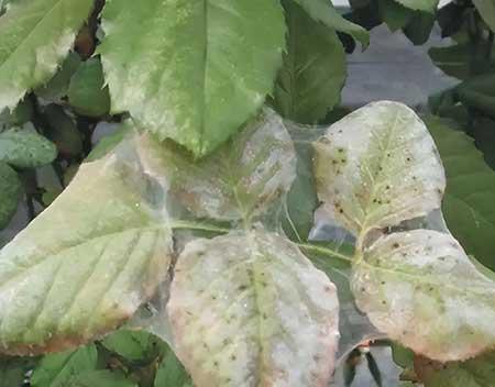 花草养护小知识