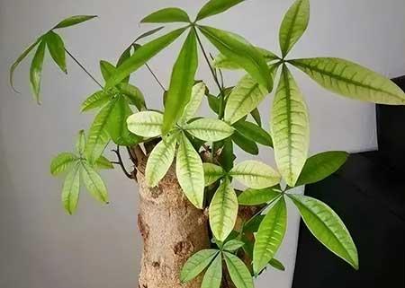 花草养护小知识