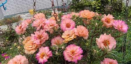 花草养护小知识