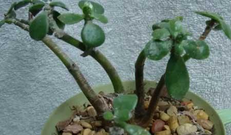 花草养护小知识