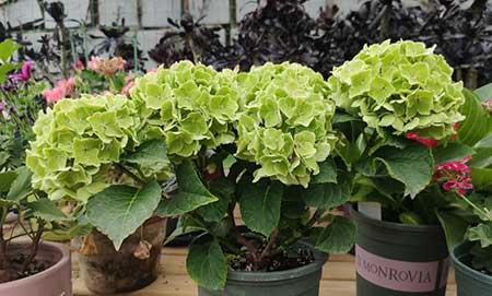 花草养护小知识