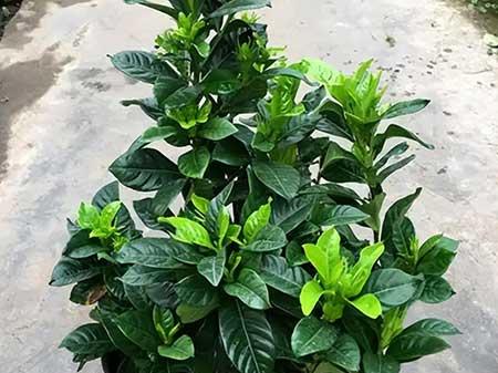 花草养护小知识