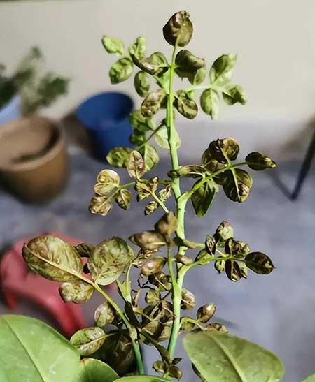 花草养护小知识