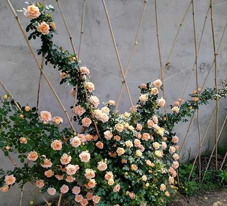 花草养护小知识