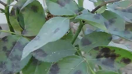 花草养护小知识