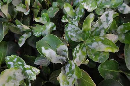 花草养护小知识