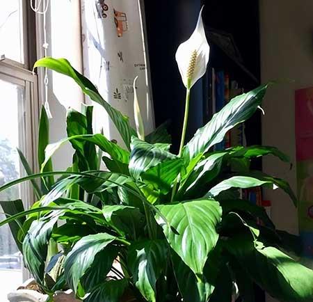 花草养护小知识