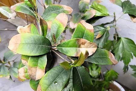 花草养护小知识